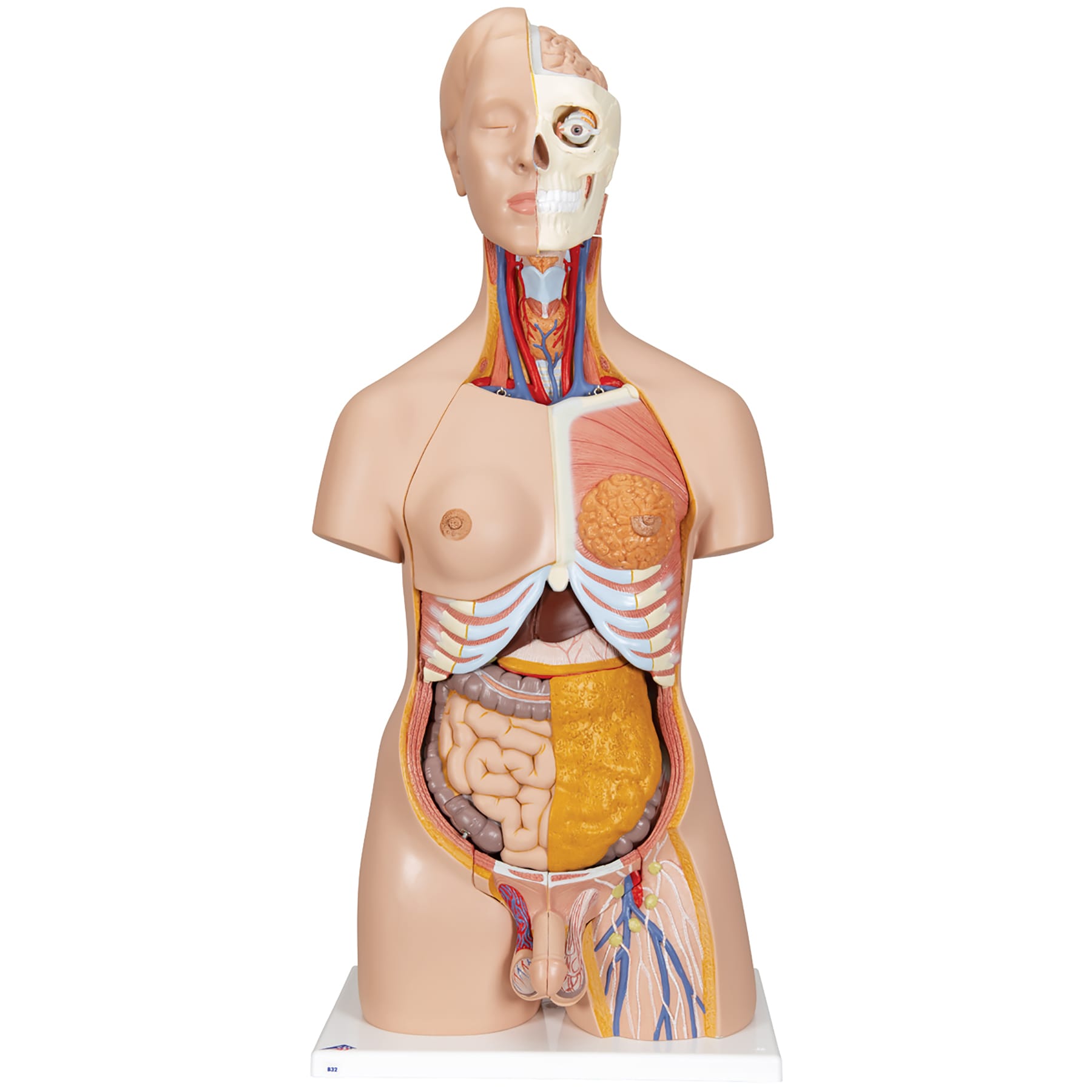 3B Scientific® Deluxe Dual Sex Torso