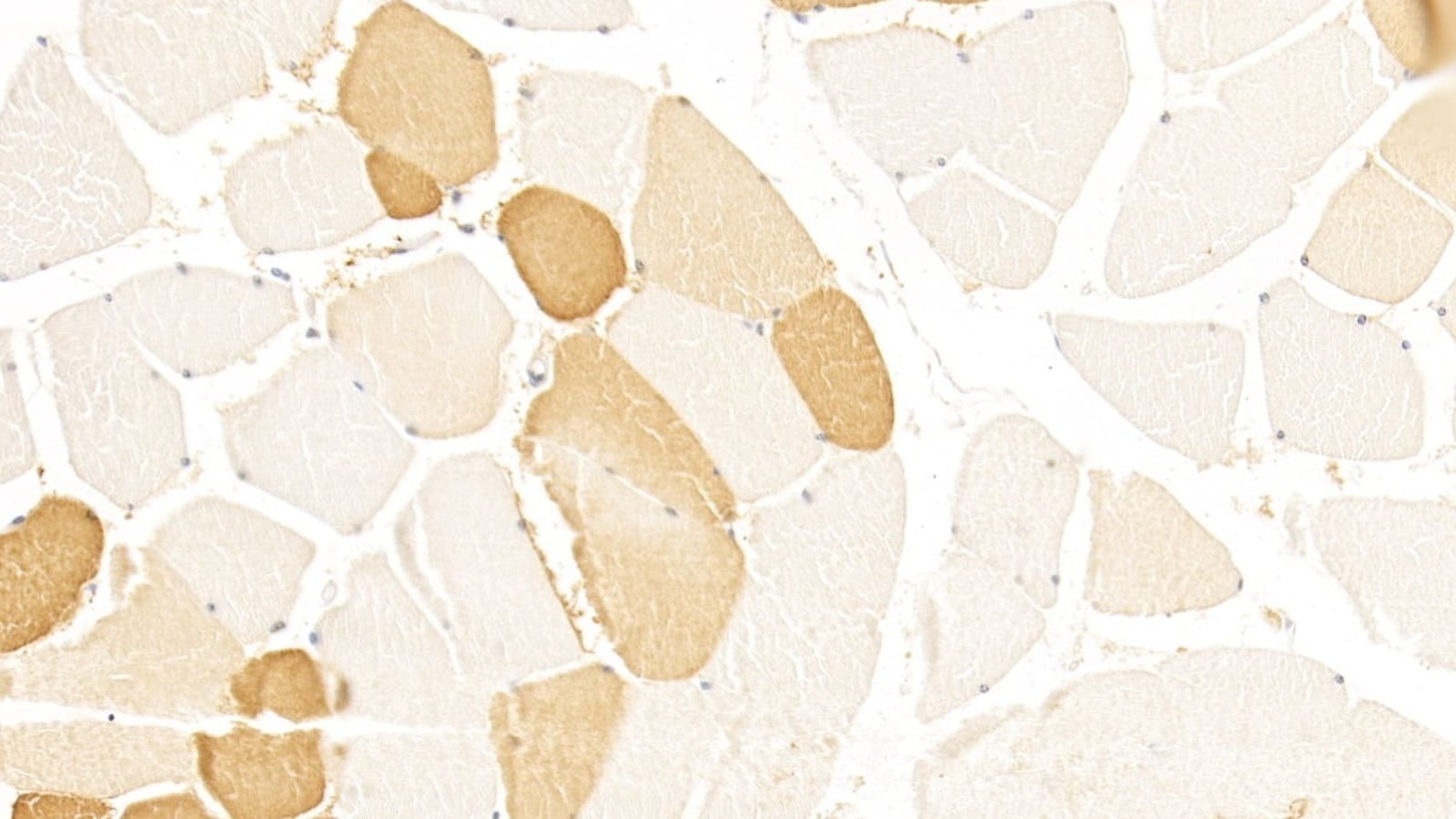 Anti-LSR Mouse Monoclonal Antibody [clone: C2] | VWR, part of Avantor