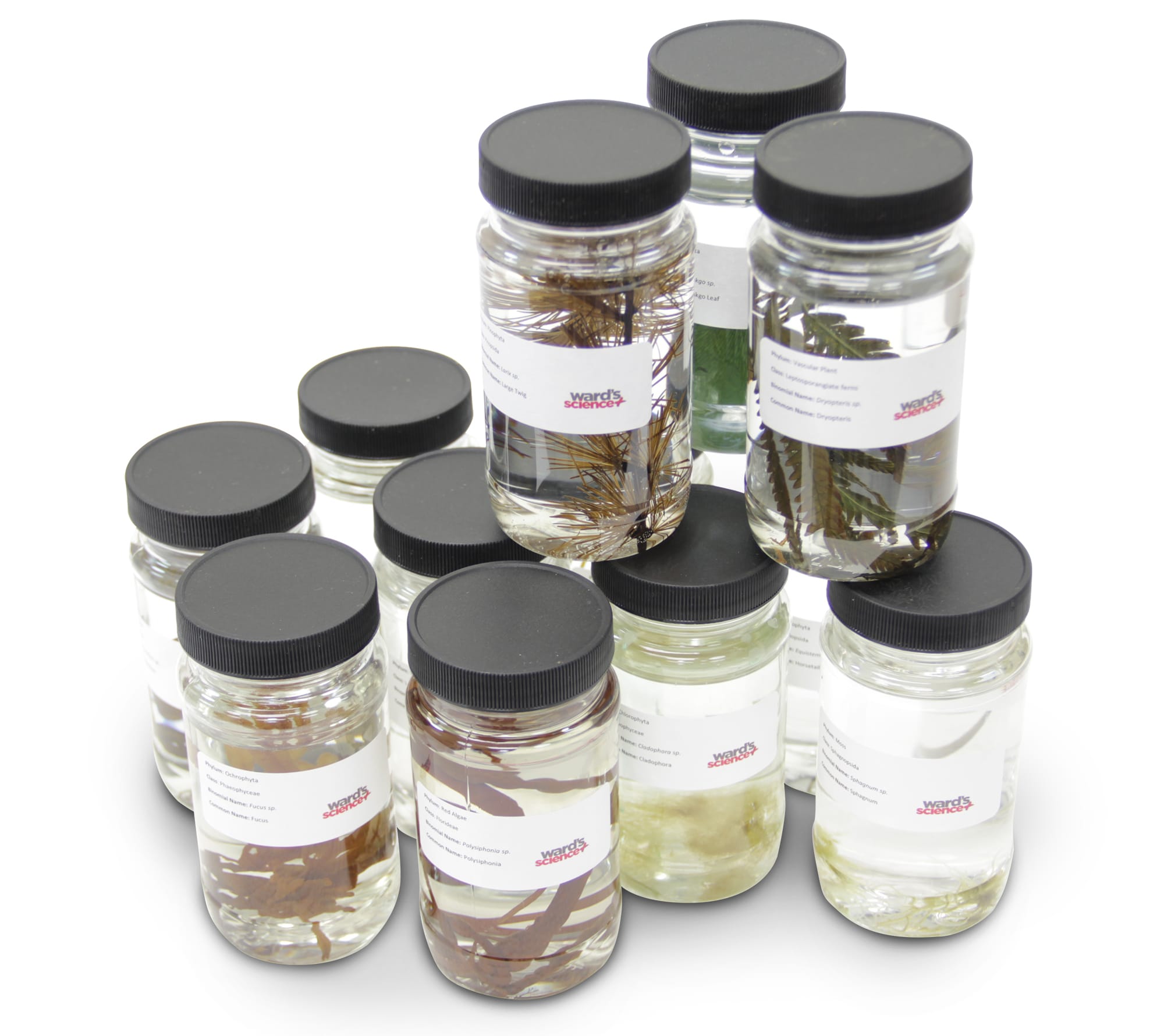 Ward's® Plant Kingdom Set 1 - Lower Plant Kingdom
