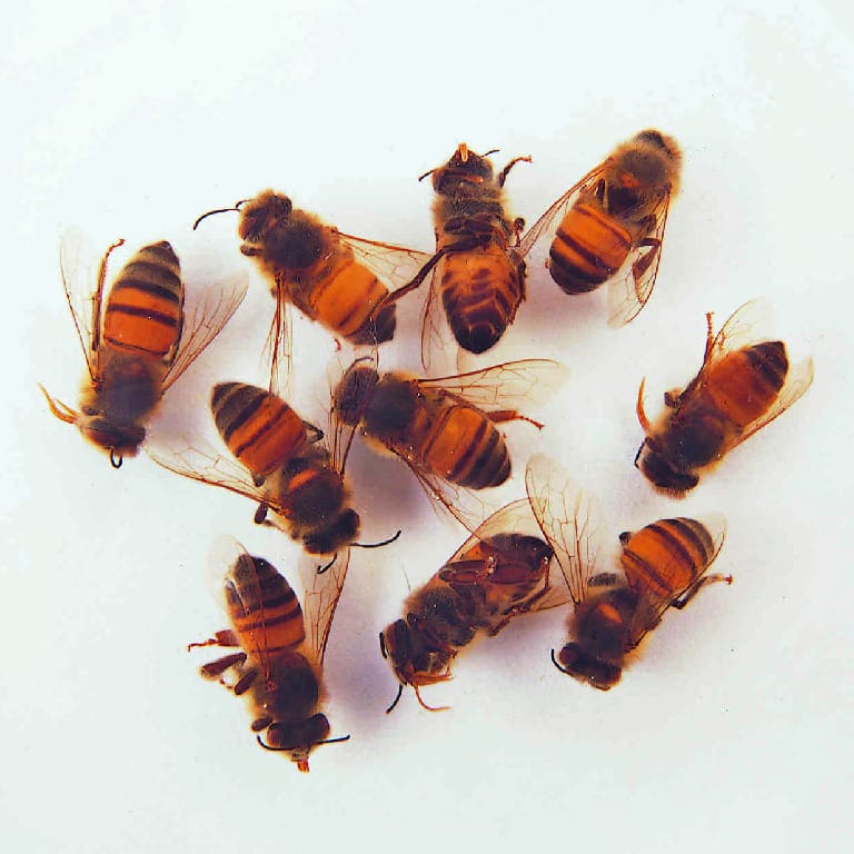 Honeybee Worker