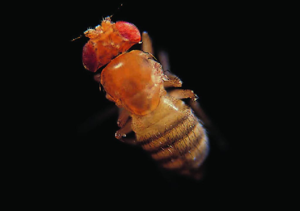 Ward's® Live <i>Drosophila melanogaster</i> - Chromosome II Mutants