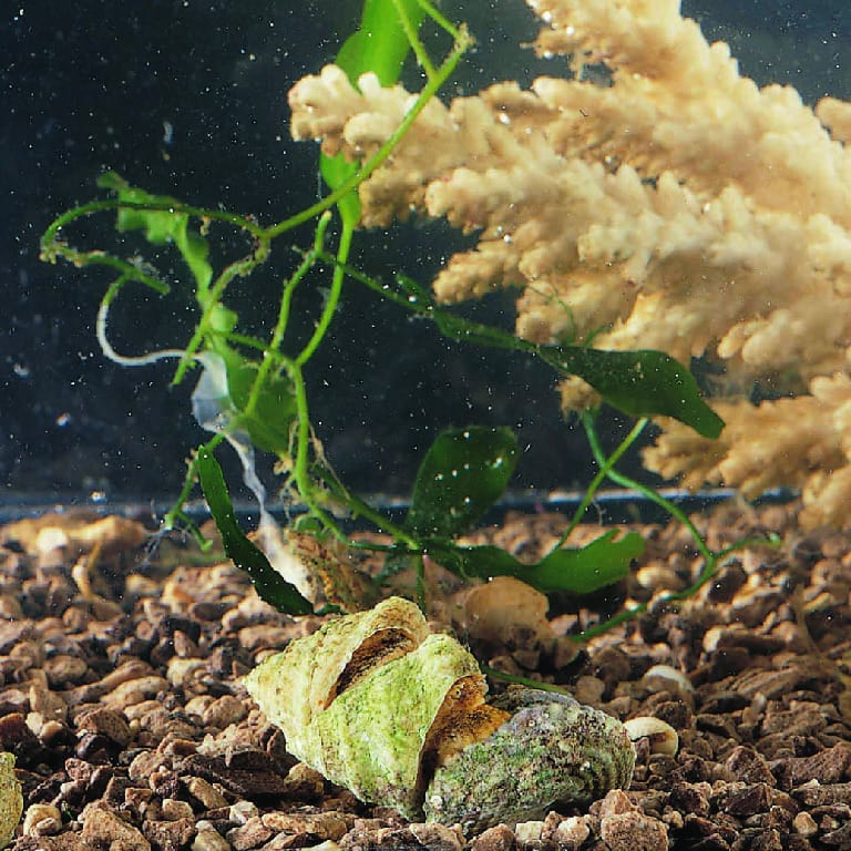 Ward's® Live Marine Snails (Prosobranchia)
