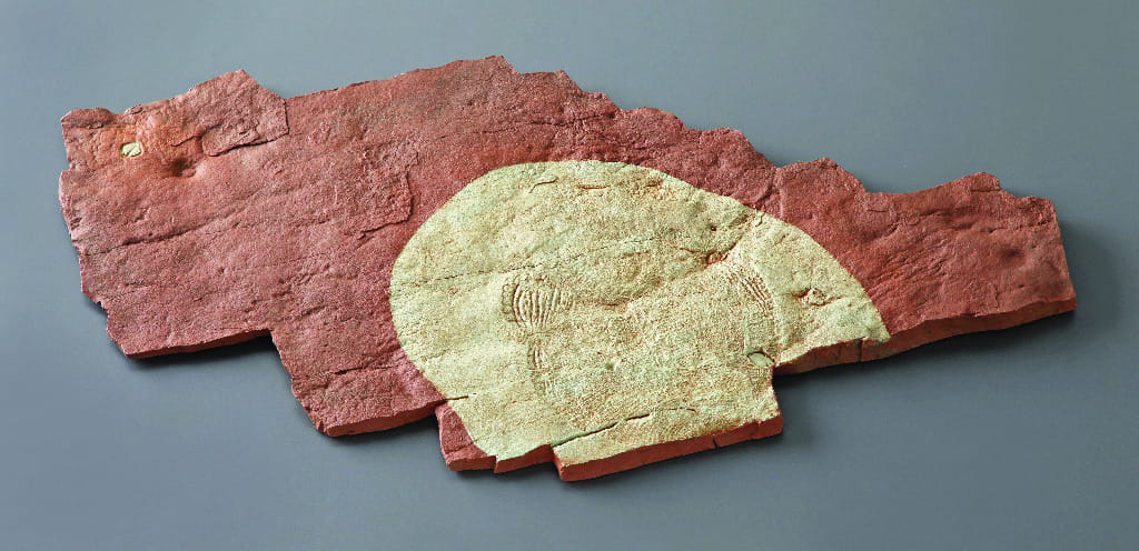 Dickinsonia costata and Parvancorina minchami (PreCambrian)