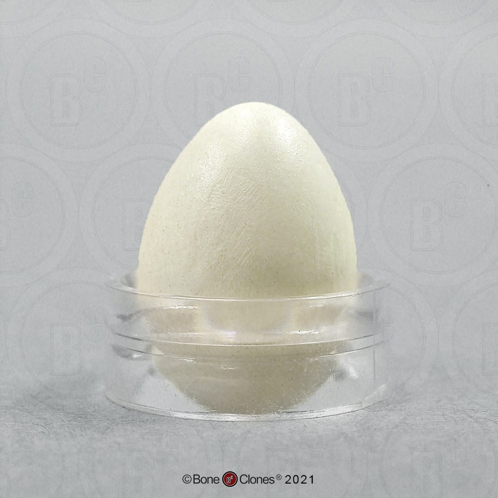 Bone Clones® North American Bird Eggs