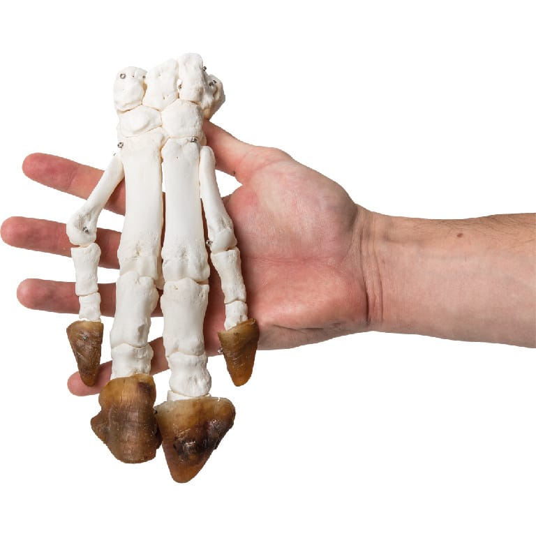 Pig Foot