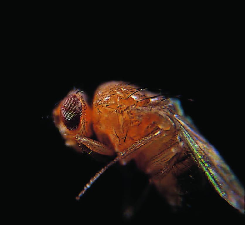 Ward's® Live <i>Drosophila melanogaster</i> - Chromosome III Mutants