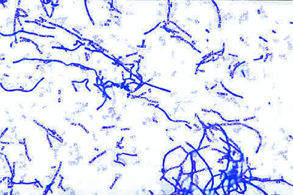 Introductory Bacteria Slides