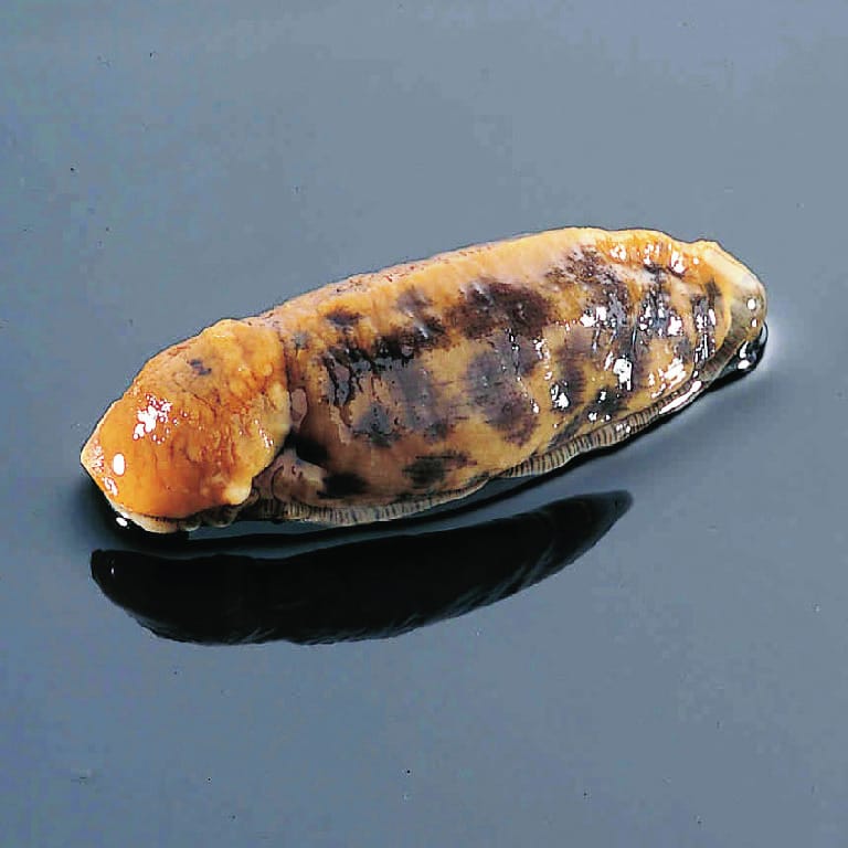 Giant Land Slug