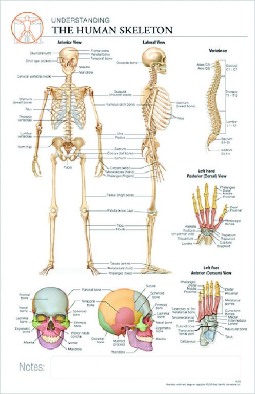 Post-It® Anatomical Charts
