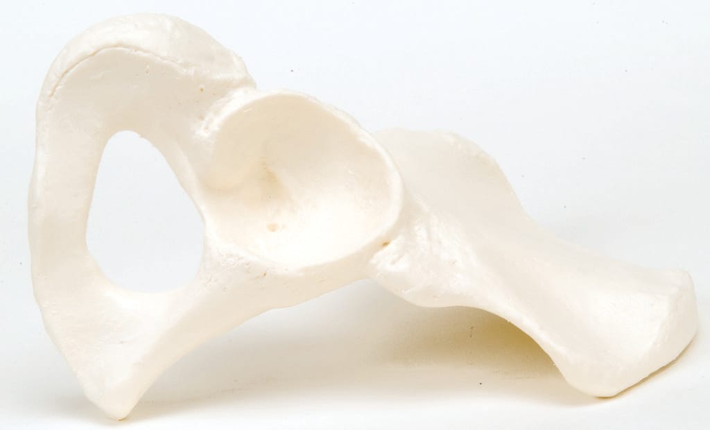 3B Scientific® Individual Bones