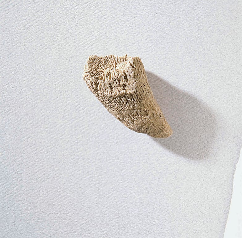 Archimedes sp.