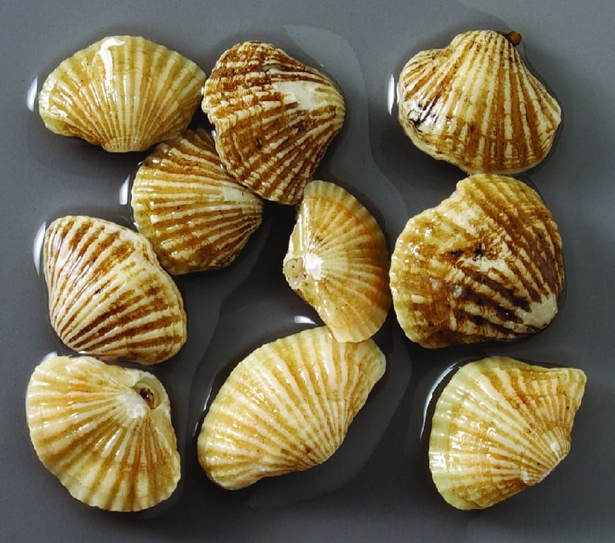 Preserved Lampshell