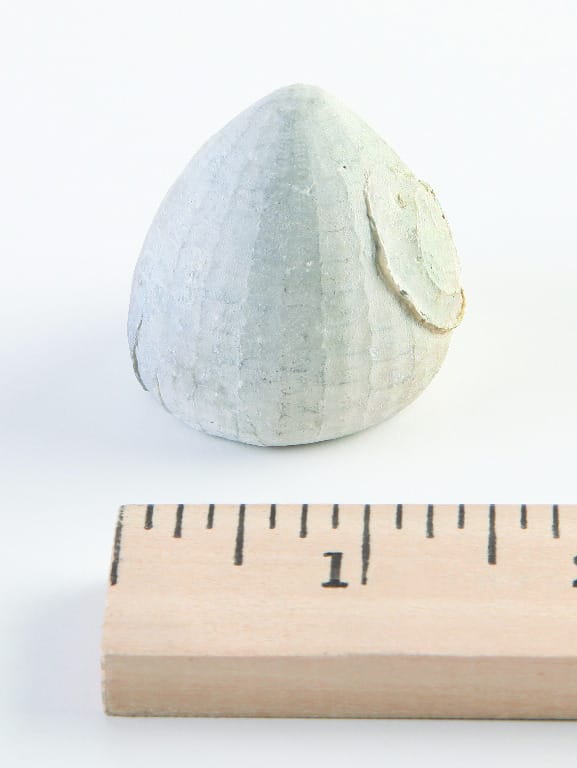 Echinocorys sp. (Cretaceous)