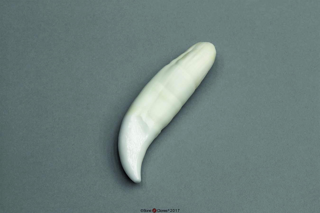 BoneClones® Replica Teeth