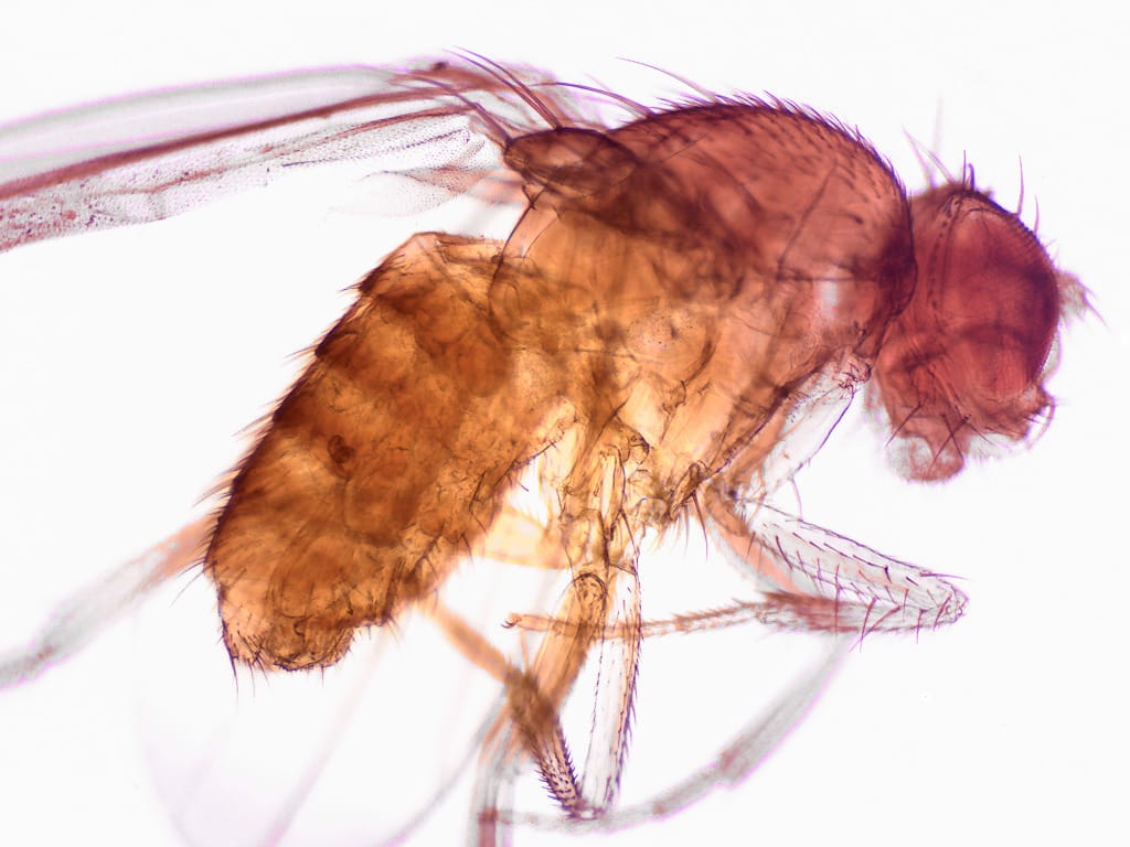Drosophila Slide