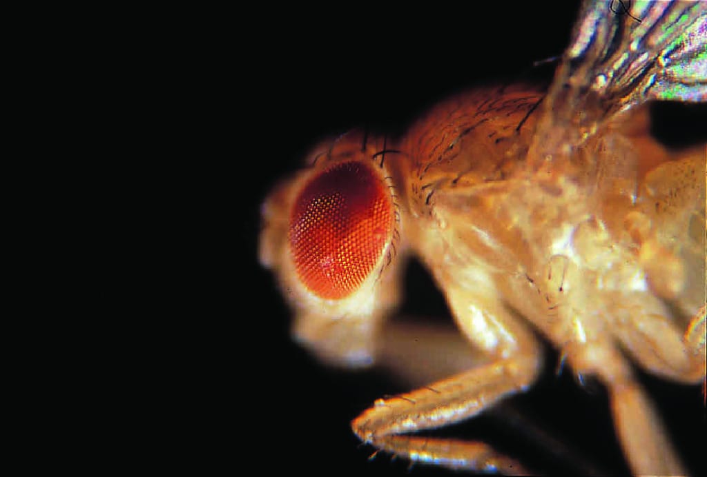 Ward's® Live <i>Drosophila melanogaster</i> - Chromosome I Mutants