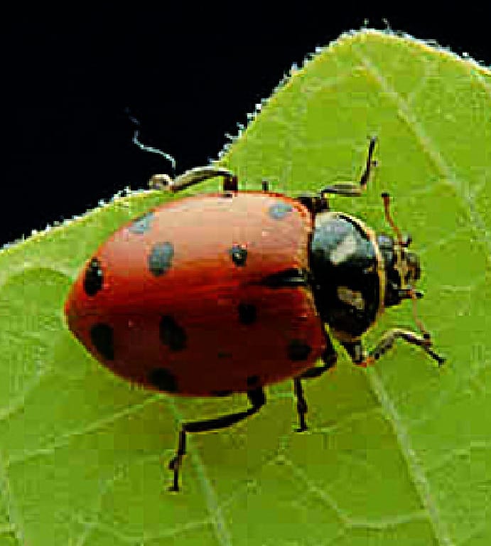 Ward's® Live Ladybug Adults
