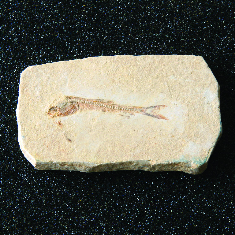 Dastilbe elongatus (Cretaceous)