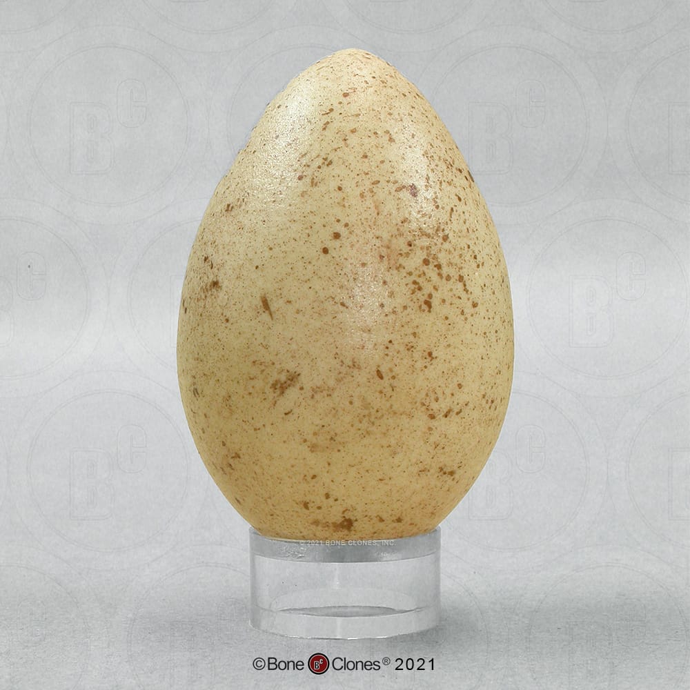 Bone Clones® North American Bird Eggs