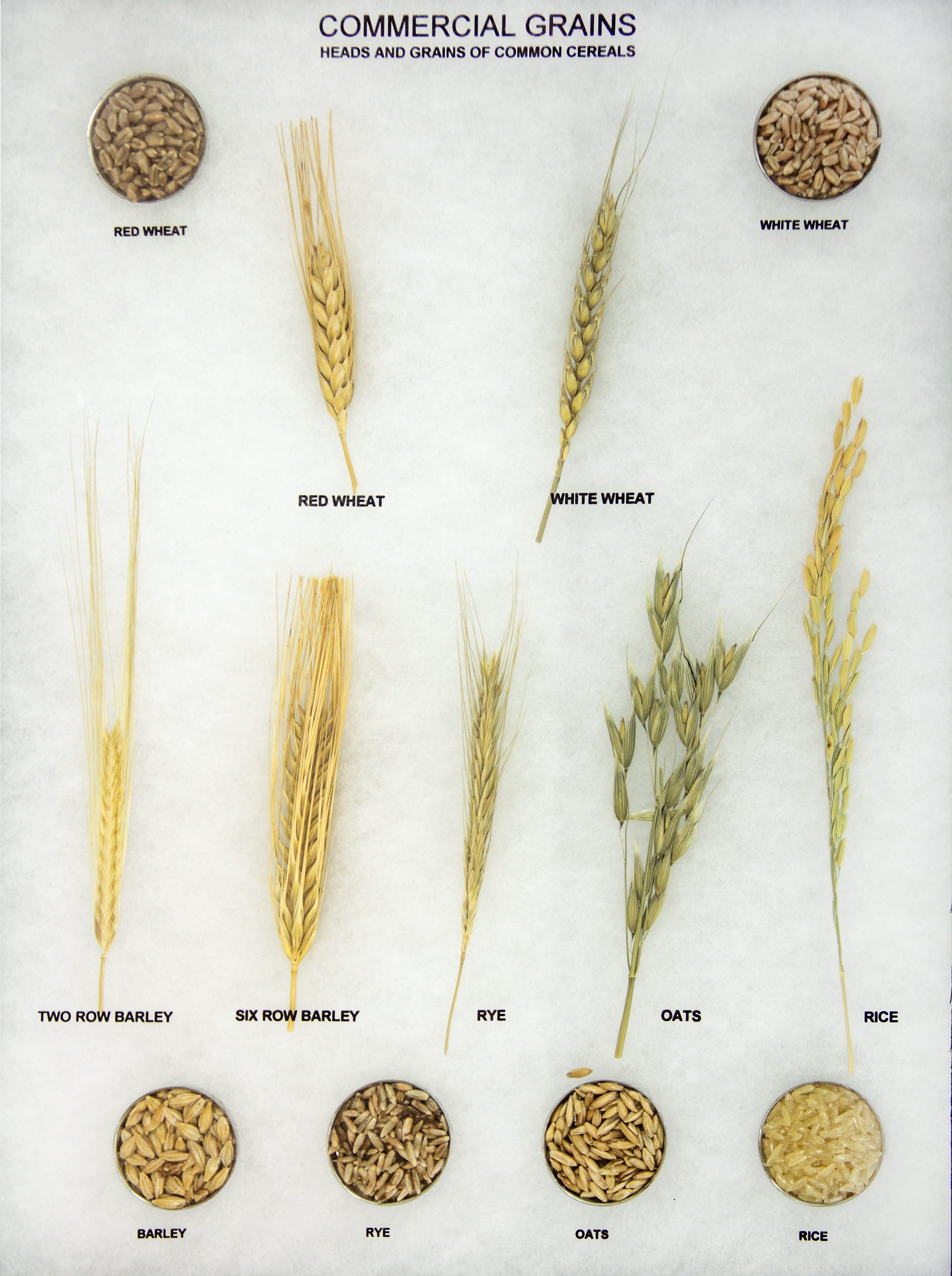 Commerical Grains Collection Riker Mount