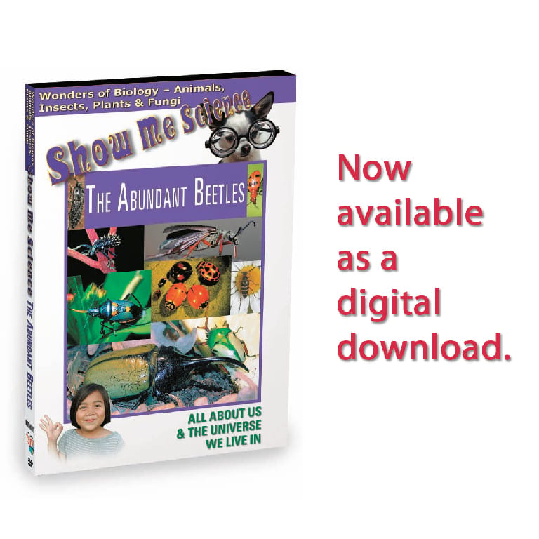 DIG BIOLOGY: THE ABUNDANT BEETLES