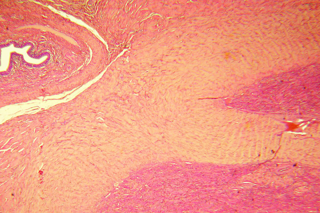 Penis, Primate Slide