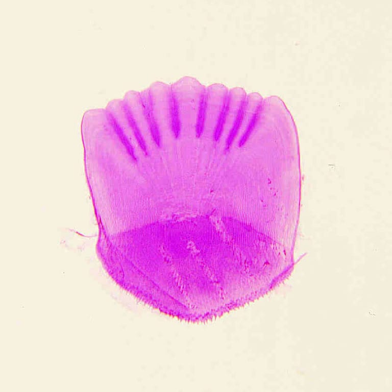 Ctenoid, Scale Slide