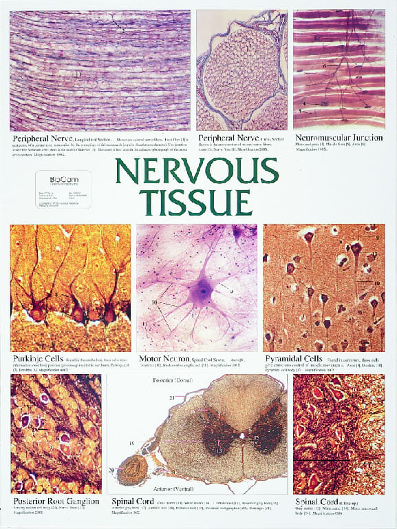 Biocam Mircohistology Charts