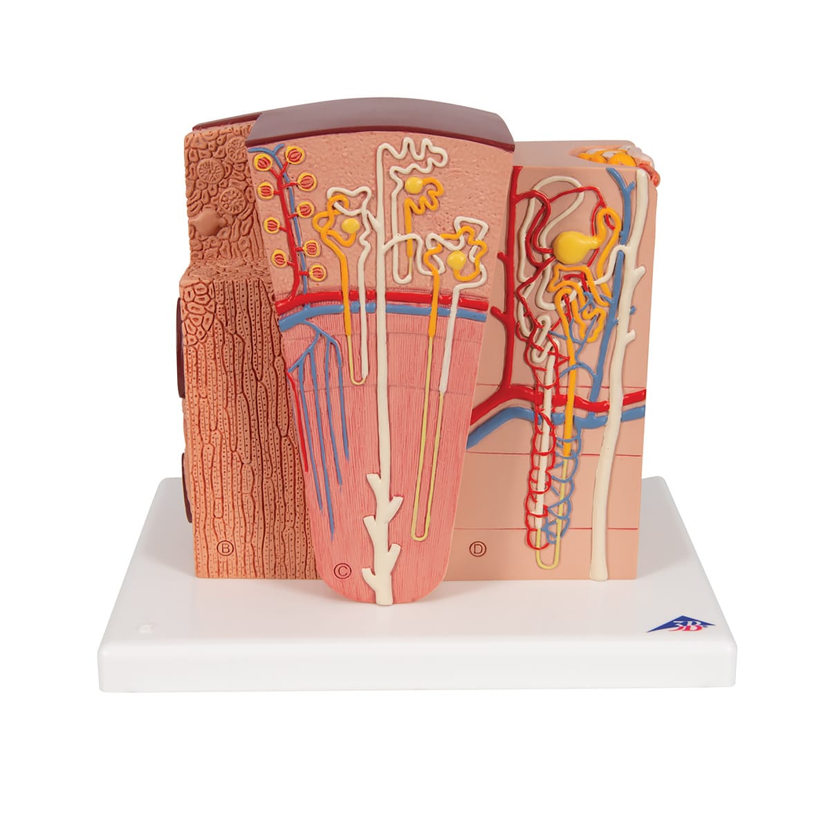 3B Scientific® MICROanatomy™ Kidney