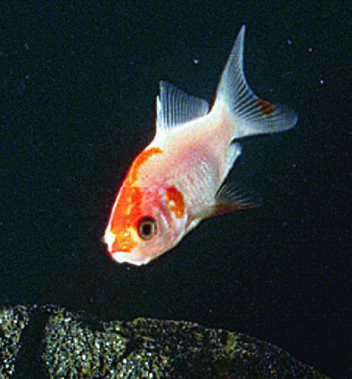Ward's® Comet Goldfish