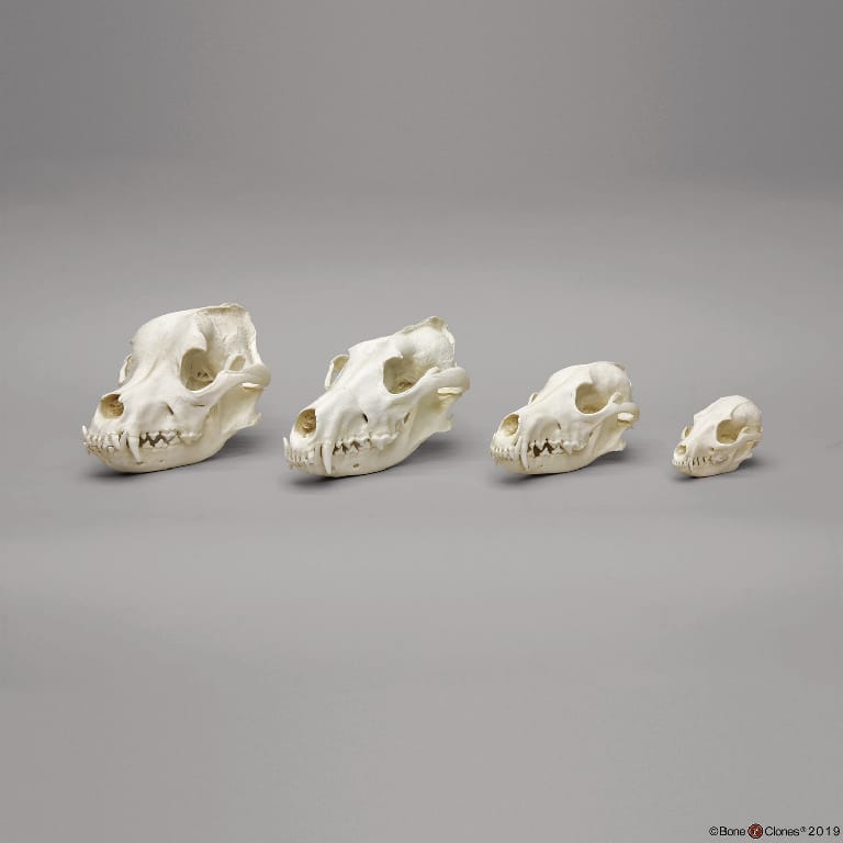 BoneClones® Canid Skull Comparison Economy Set