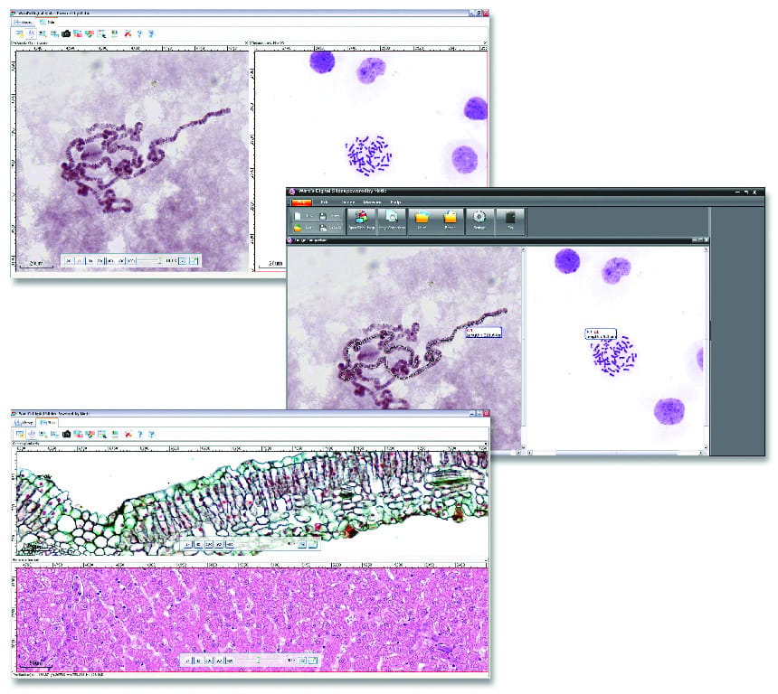 Ward's® Digital Slides: Introductory Biology Digital Slide Set