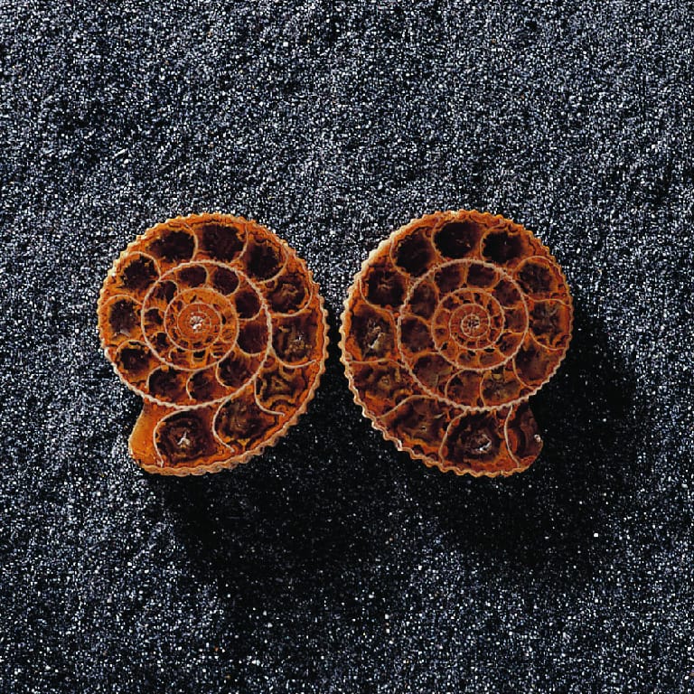 Perisphinctes sp.