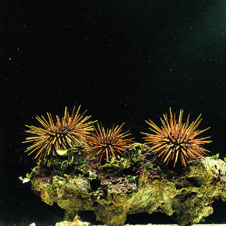 Ward's® Live Sea Urchin (Strongylocentrotus sp.)