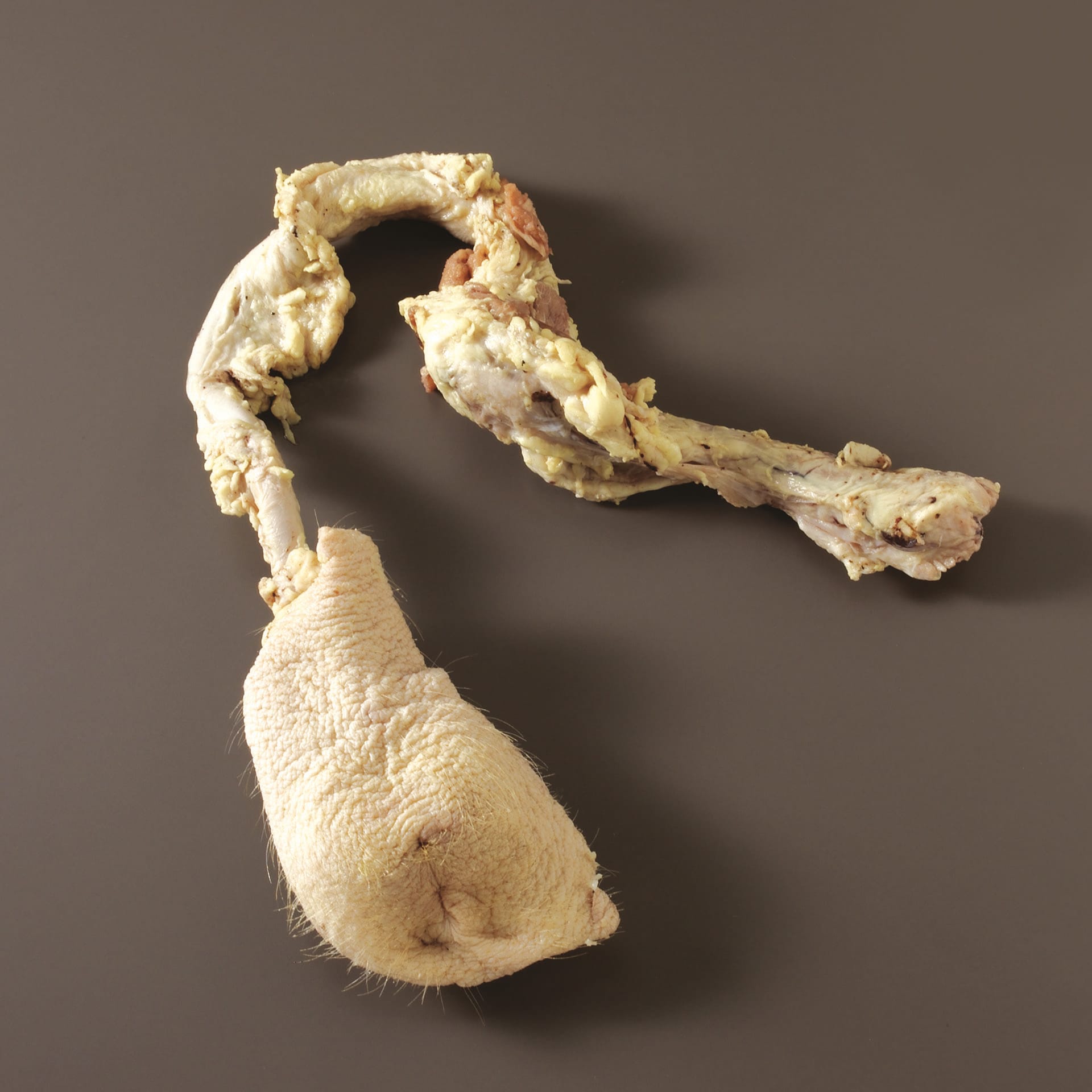 Ward's® Pure Preserved Boar Reproductive Organs