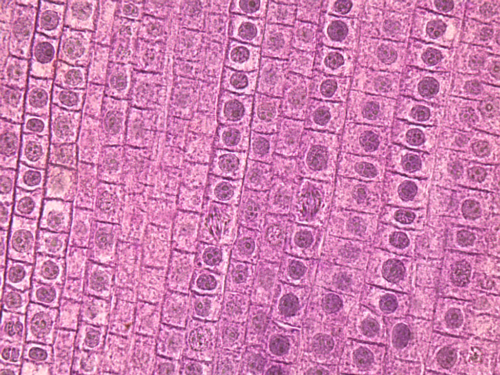 Fish and Onion Mitosis Slide