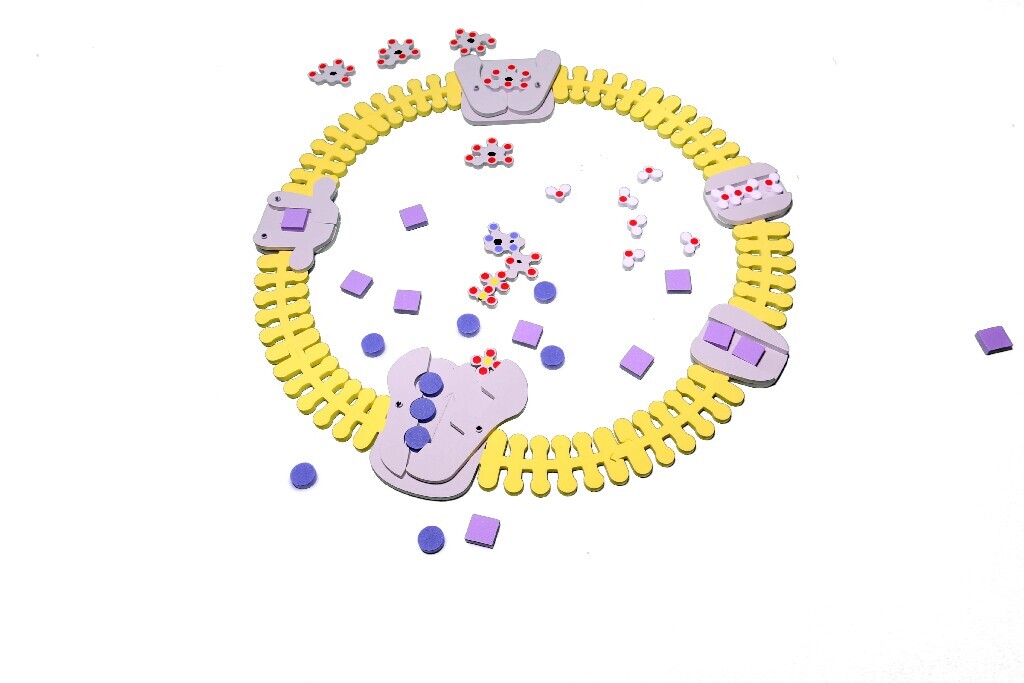 Phospholipid and Membrane Transport