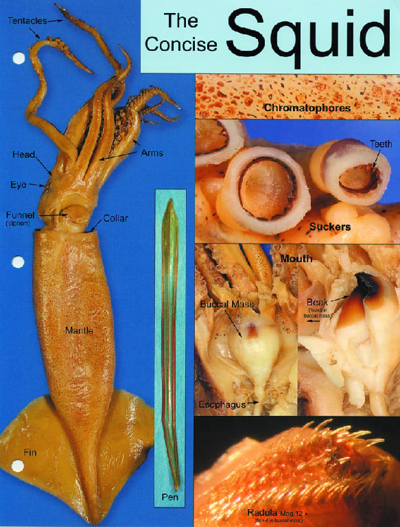 Biocam Concise Photographic Dissection Guides