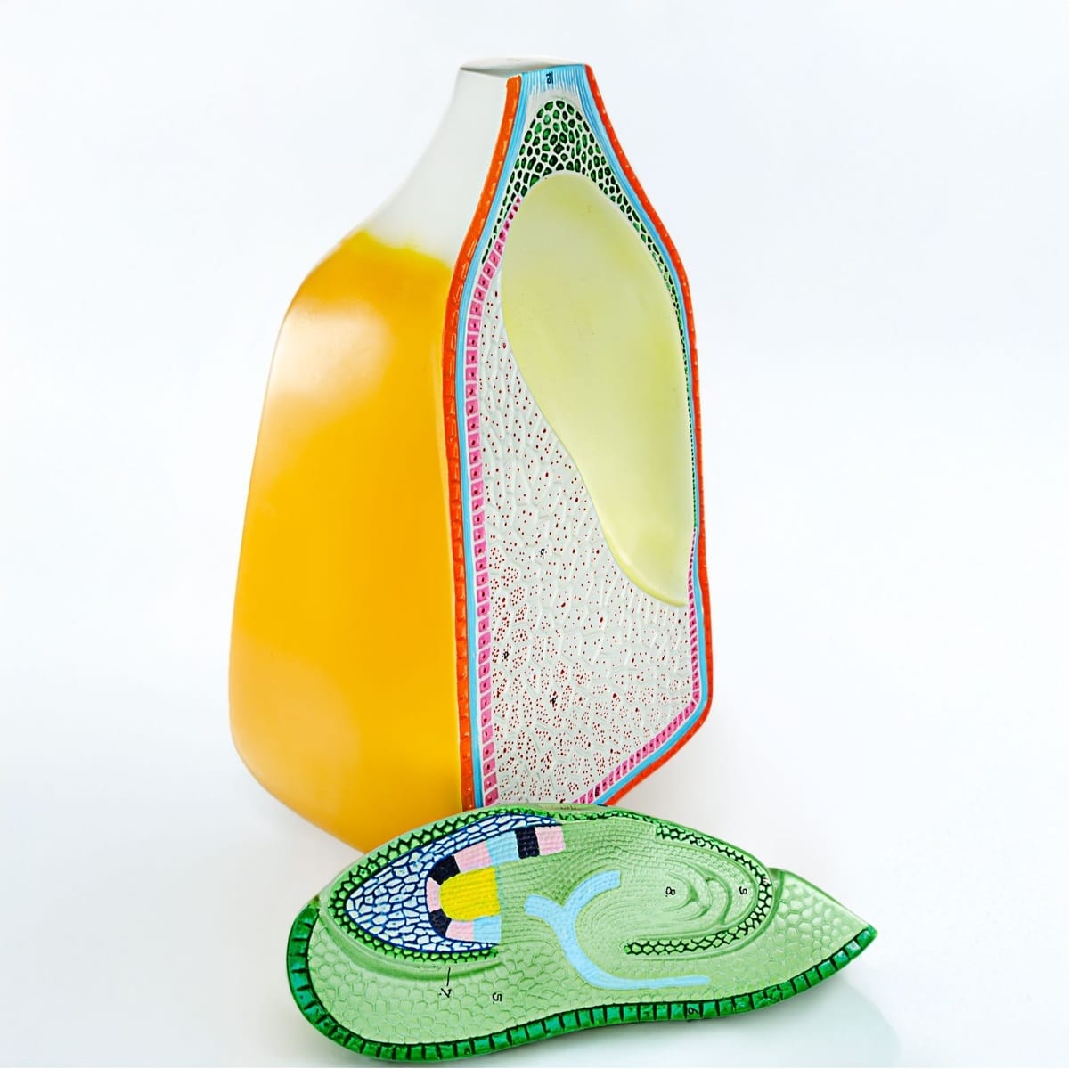 Eisco® Corn Seed Model