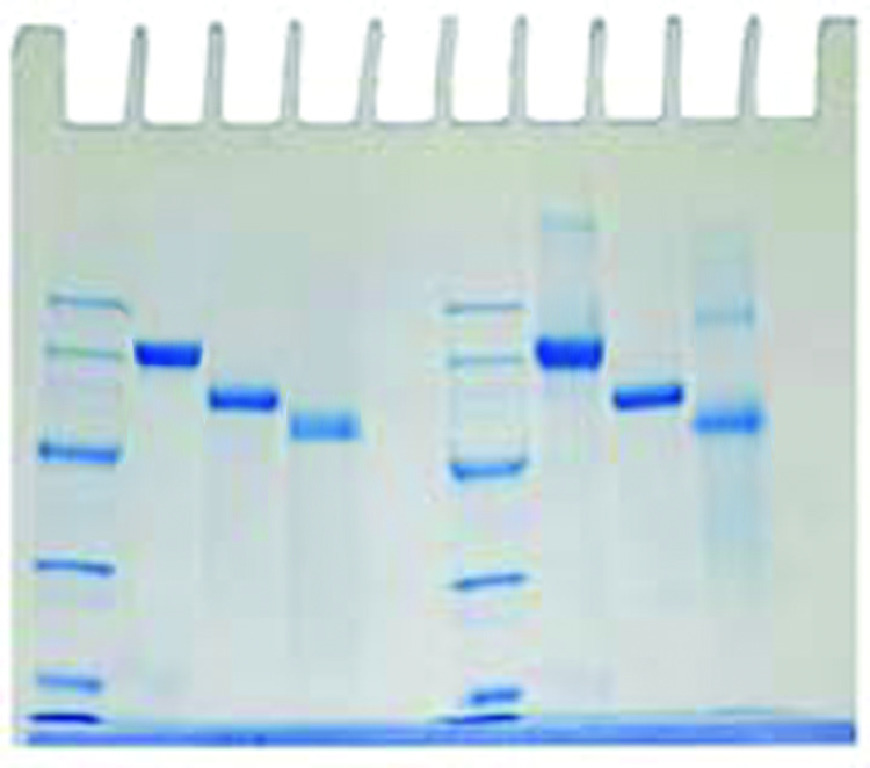 Determination of Protein Molecular Weight Kit