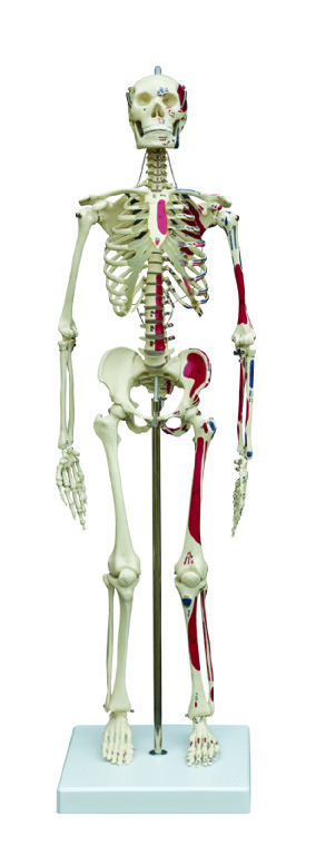 Rudiger® Small Scale Human Skeleton Models