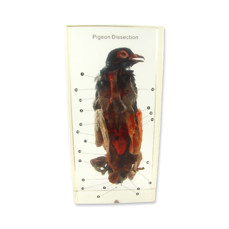 Pigeon Dissection Plastomount