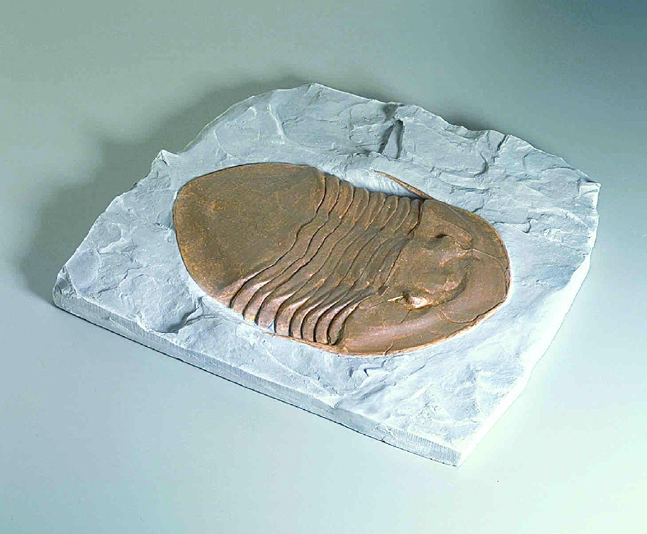 Isotelus maximus (Ordovician)