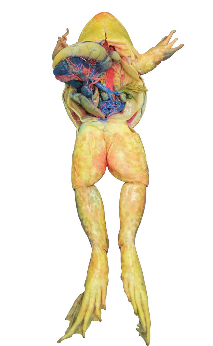 Ward's® Pure Preserved™ Bullfrogs, Double Injected