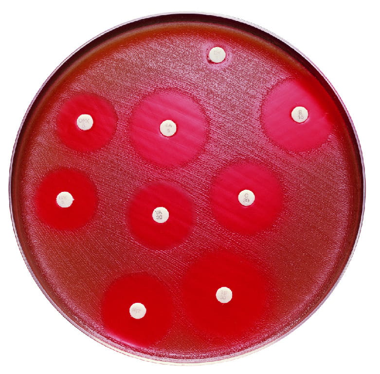 BD BBL Sensi Disc™ Antibiotic Disks