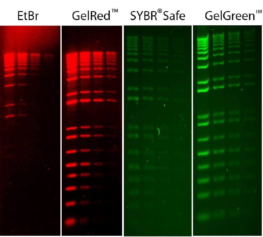 GelRed® & GelGreen® Nucleic Acid Gel Stains, Biotium