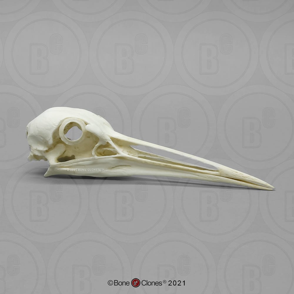 BoneClones® Animal Skulls, Avian