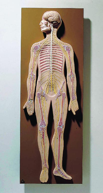 Somso® Nervous System Model