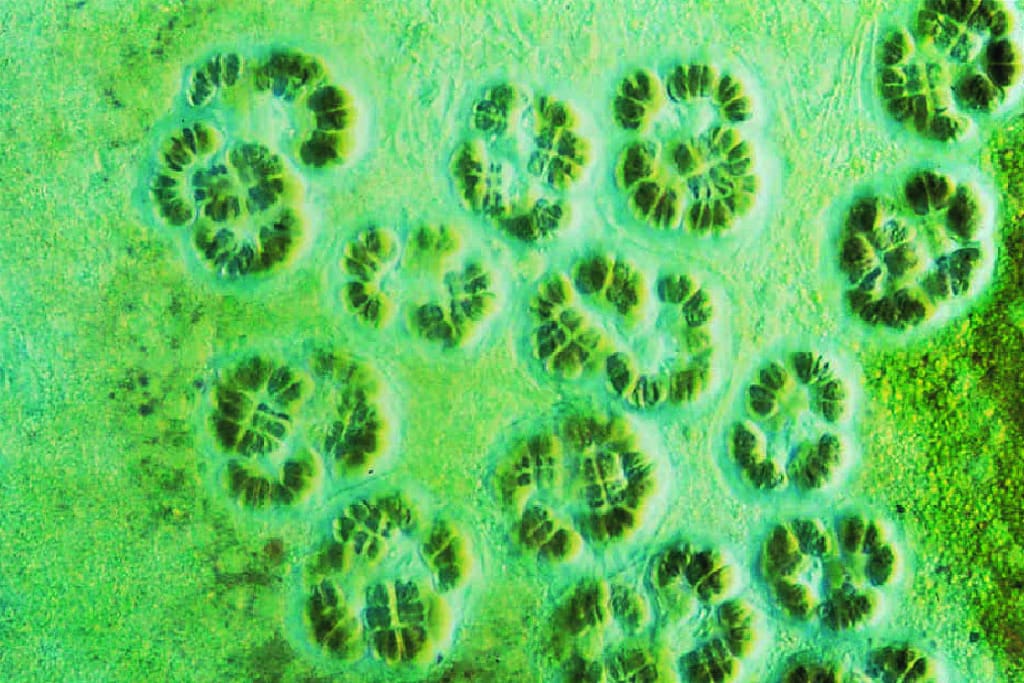 Spirulina