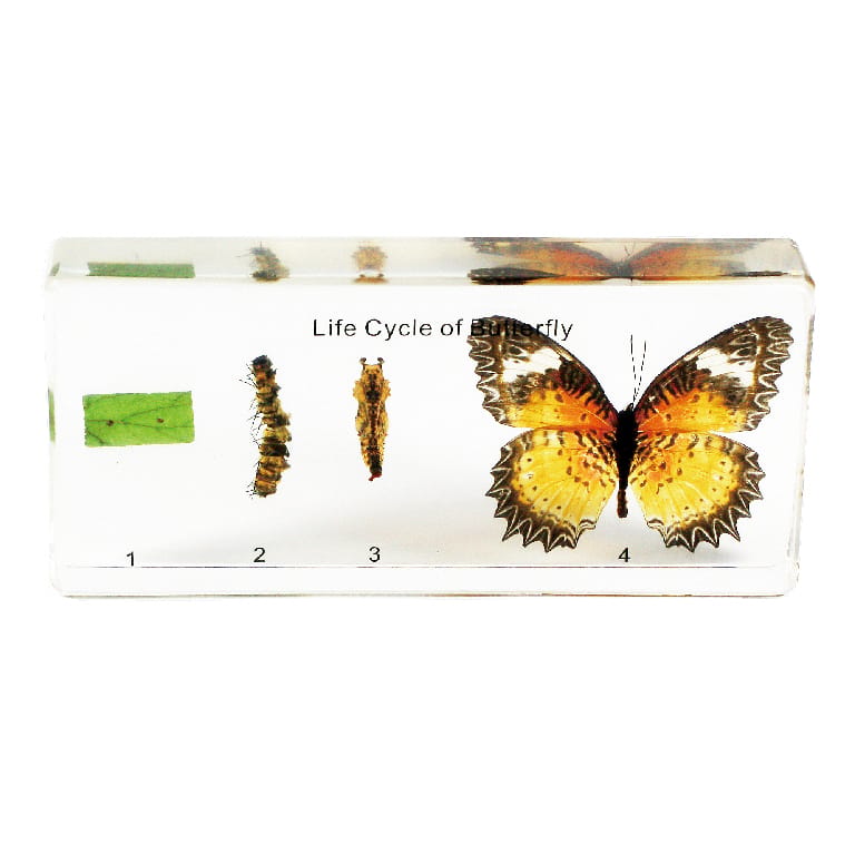 Butterfly Life Cycle Plastomount